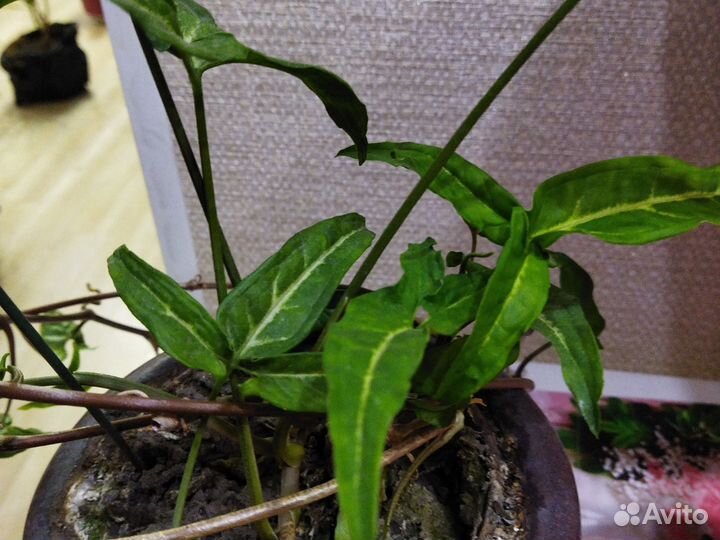 Кодиеум кротон