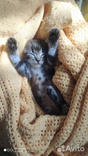 Кошки в добрые руки бесплатно