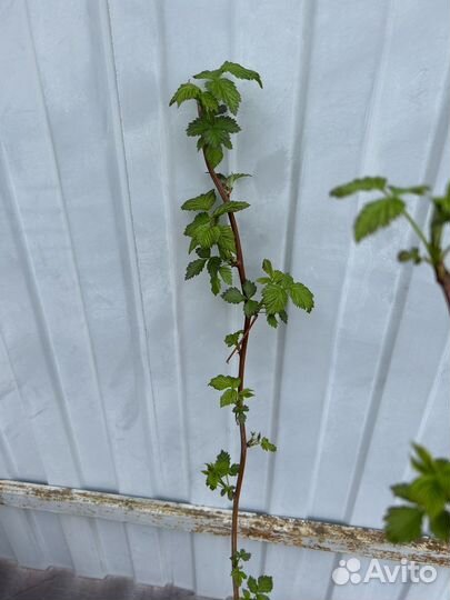 Малина саженцы