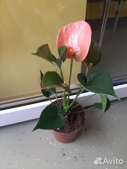 Антуриум Andre Alegria