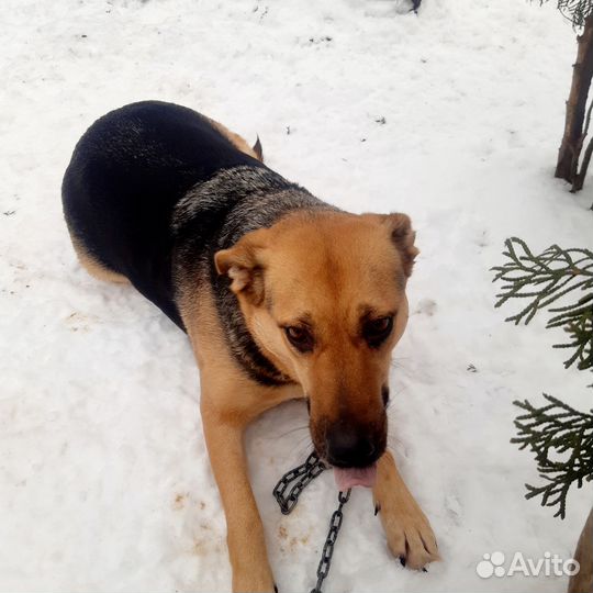 Собака в добрые руки отдам бесплатно