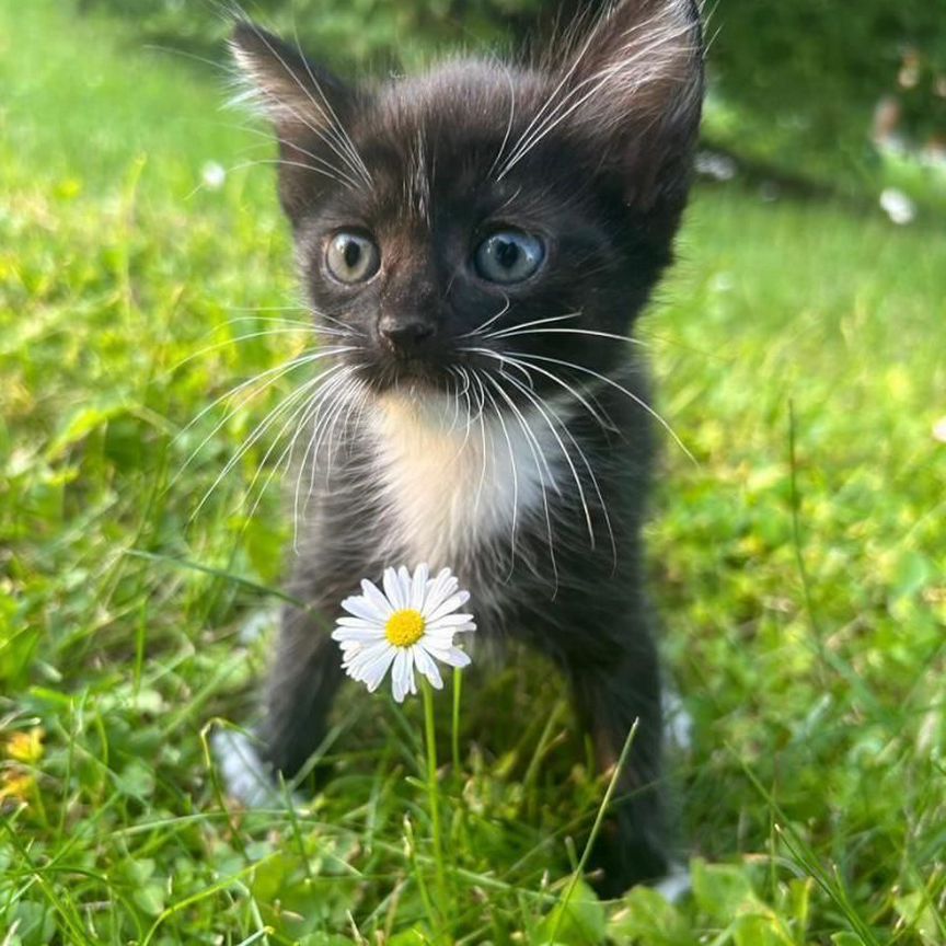 Котенок девочка 1 мес в дар