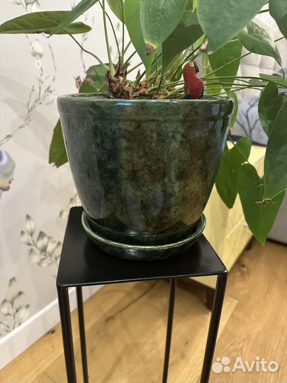 Антуриум красный