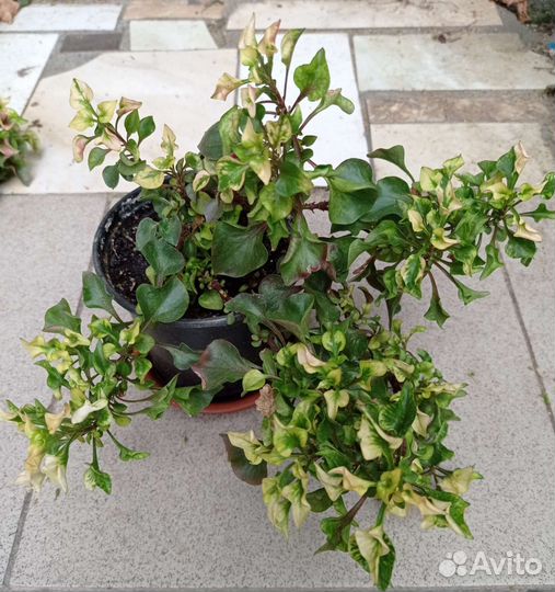 Альтернантера