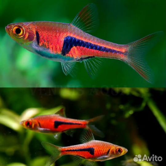 Эпиплатис, Аманда, попондетта, ириатерина