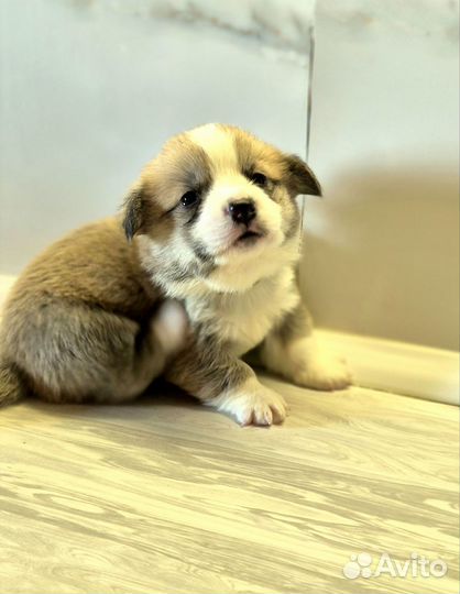 Щенки вельш-корги пемброк