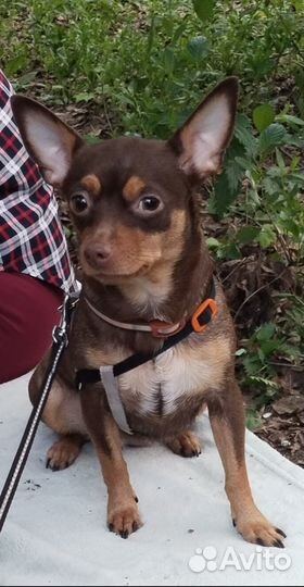 Девочка (русский той)ищет мальчика для вязки