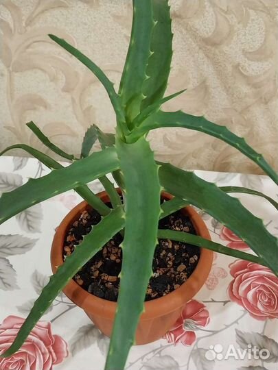 Крассула толстянка денежное дерево,алоэ столетник