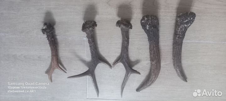 Рога косули