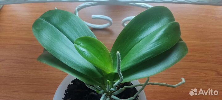 Орхидея фаленопсис