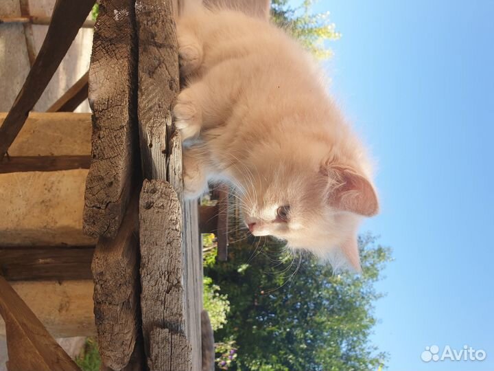 Котята рыжие бесплатно