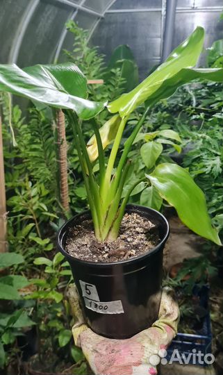 Стрелиция Регина Королевская