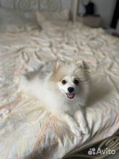 Немецкий шпиц, девочка