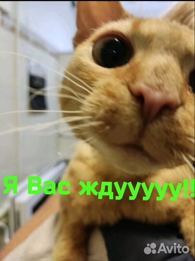 Ищу любящие ручки