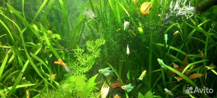 Рыбки гуппи