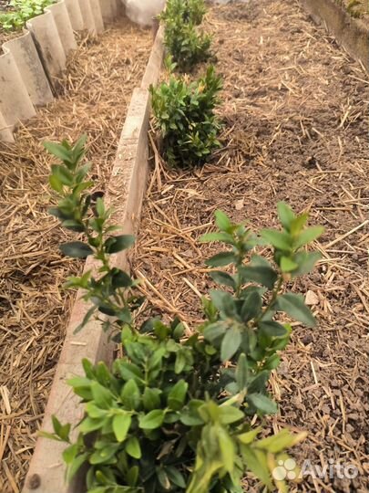 Декоративные кустарники