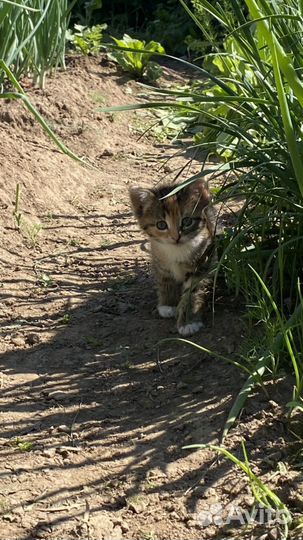 Котята в добрые руки бесплатно