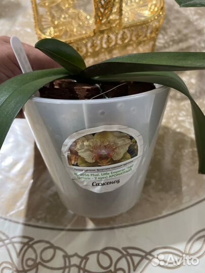 Орхидея фаленопсис