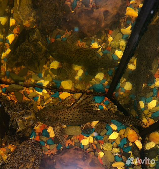 Сом синодонтис