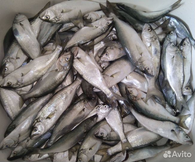 Сарган, луфарь, черноморские бычки