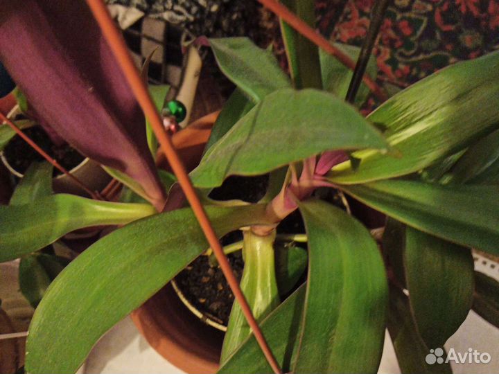 Традисканция родом из Пекина