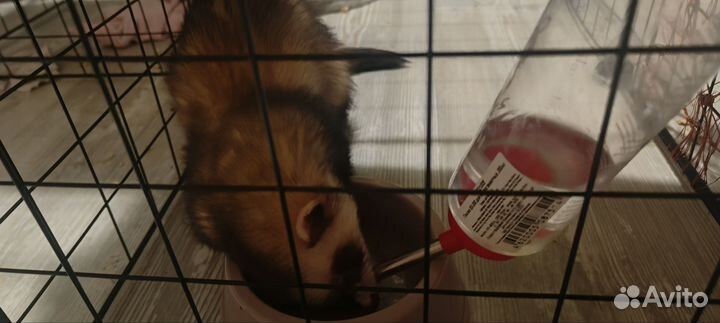 Домашний хорек