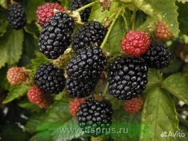 Ягодные кустарники