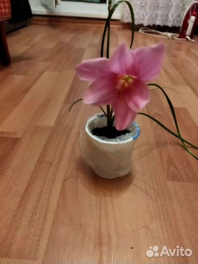 Зефирантес выскочка