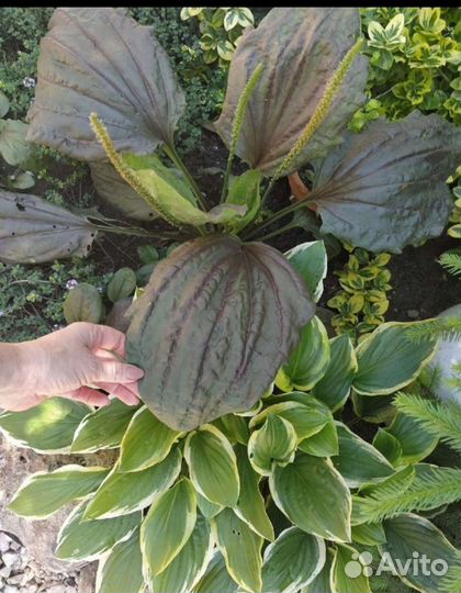 Цветы для сада. Отправляю только по Крыму