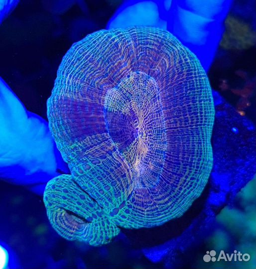 Живые кораллы