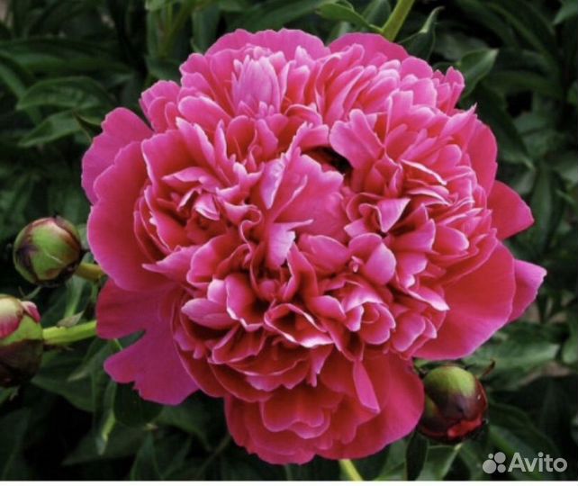 Пион, Канзас