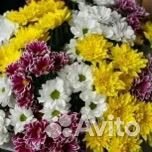 Хризантема кустовая Радость