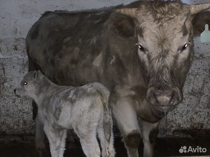 Работники на ферму с проживанием