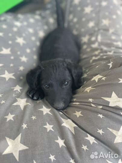 Щенки ищут дом