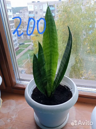 Сансевиерия