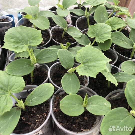 Рассада овощей и цветов