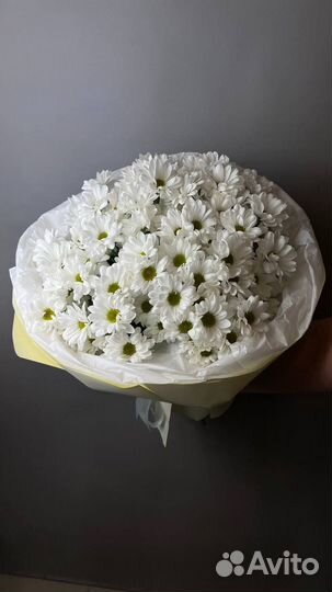 Хризантема ромашковая