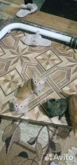 Кошка в дар бесплатно