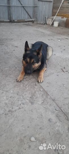 Немецкая овчарка