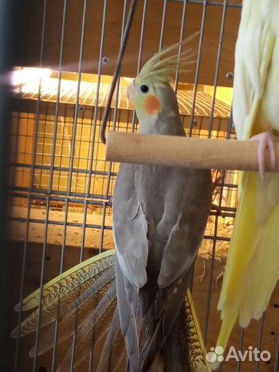 Корелла птенец девочка