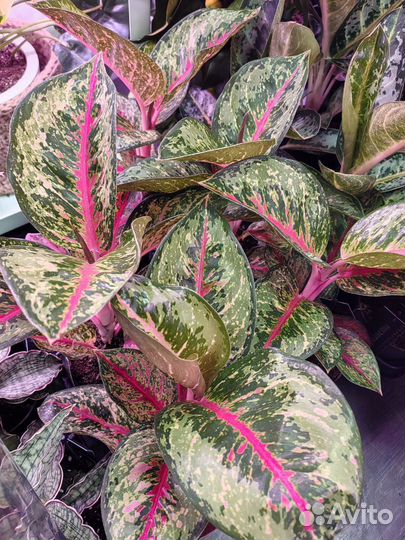 Аглаонема парадис ред 12/35