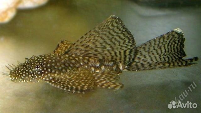 Анциструс вуалевый