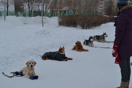 Дрессировка собак. Гостиница для собак. Передержка
