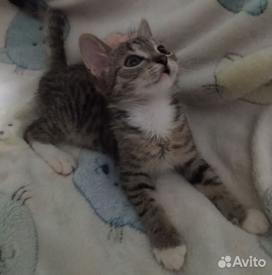 Котики от кошки- мышекрысоловки в добрые руки