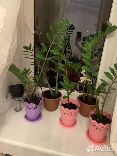 Замиокулькас