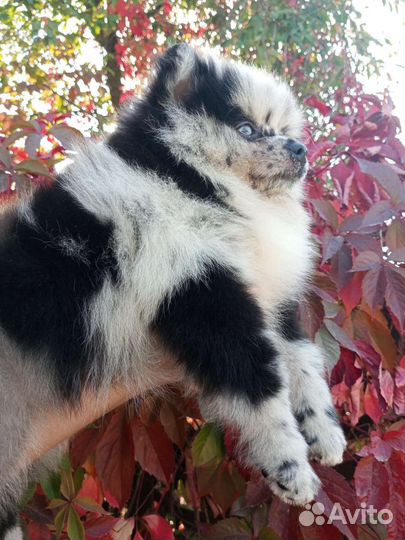 Редкостный красавец