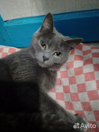 Отдам котят 3 мальчика 1 девочка, котятам месяц