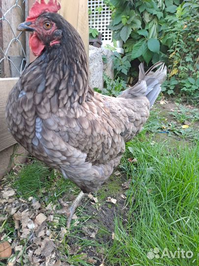 Куры и петух