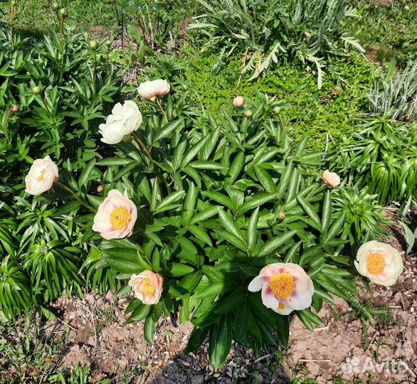 Продам деленки Пионов осень 23