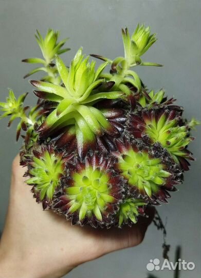 Суккуленты,садик суккулентов,роули,семпервивум